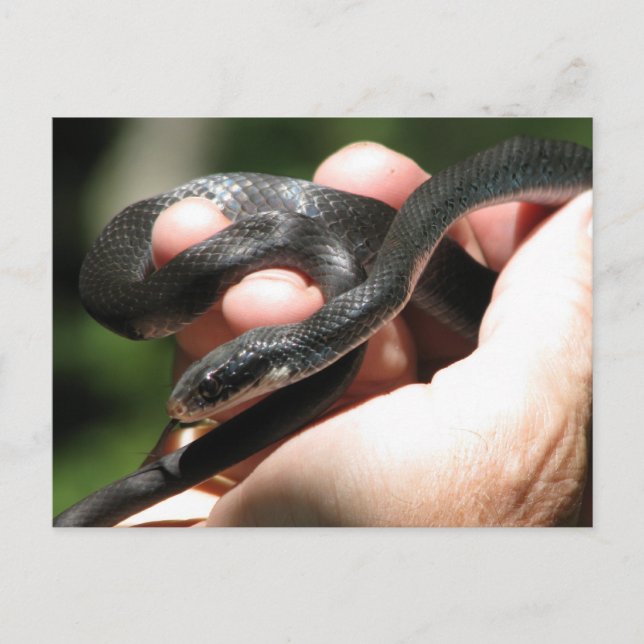 Blueish Black Racer Postcard (Front)