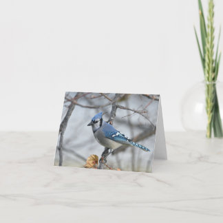 Bluejay blank notecard. thank you card
