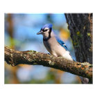 Bluejay