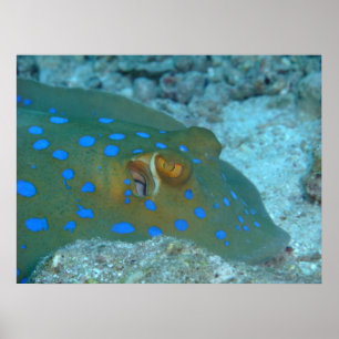 Bluespotted Ribbontail Ray Poster