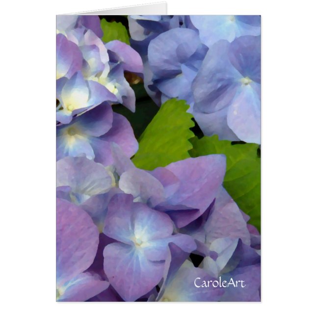 Bluest Blue Hydrangeas (Front)