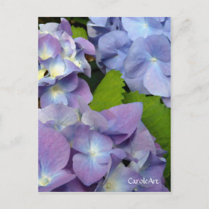 Bluest Blue Hydrangeas Postcard