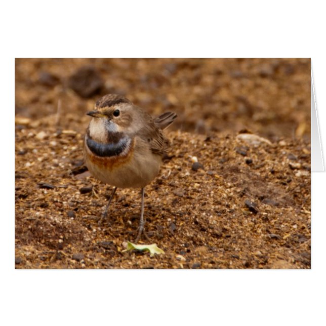 Bluethroat, Blaukehlchen, Luscinia svecica (Front Horizontal)