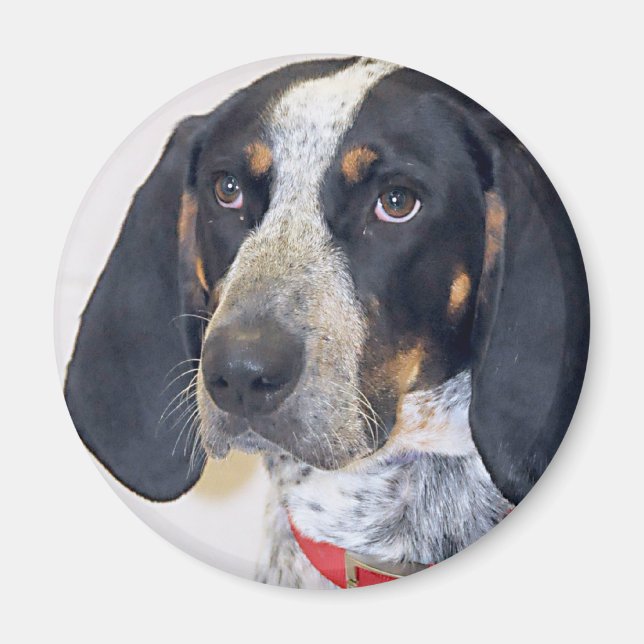 Bluetick Coonhound Photo Magnet (Front)