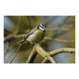 Bluetit portrait poster