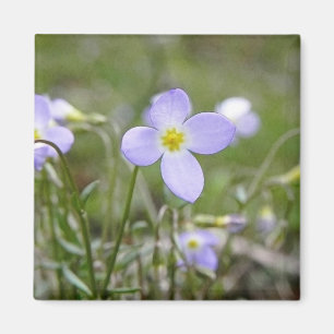 Bluets - Quaker Ladies Magnet
