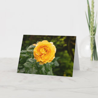 Blush Garden Rose Print Card