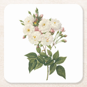 blush noisette rose(Rosa noisettiana) by Redouté Square Paper Coaster