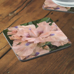 Blush Pink Bearded Iris Floral Coaster