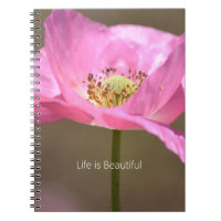 Blush Pink Iceland Poppy Flower (my photography)