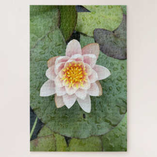 Blush Water Lily in Rain, Woodside Jigsaw Puzzle
