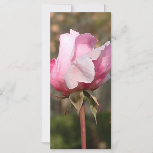 Blushing Beauty Rack Card/Bookmark (Front)