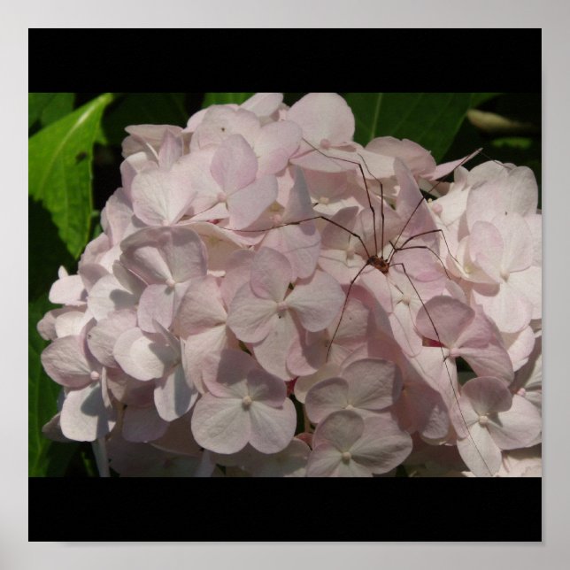 Blushing Bride and Daddy-Long-Legs Poster (Front)