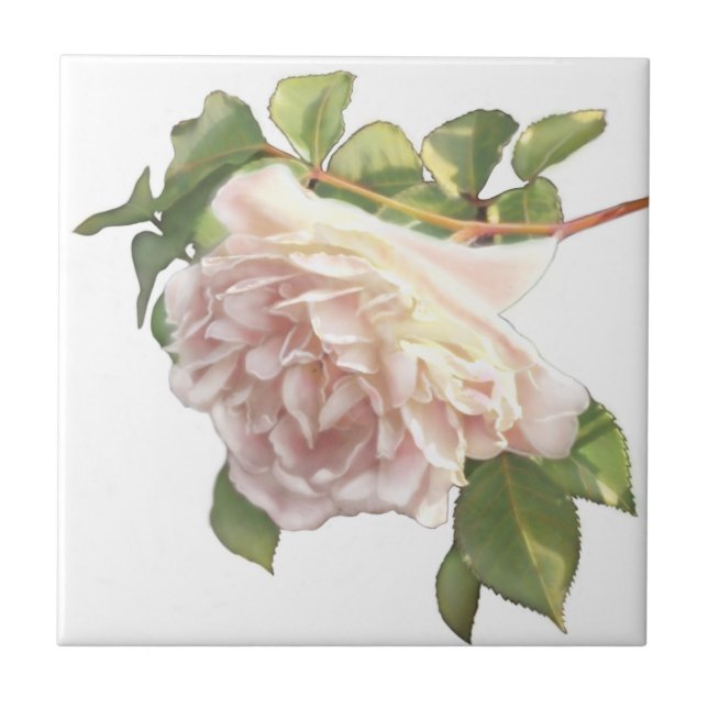 Blushing Ivory Peach Rose Tile (Front)