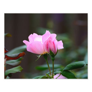 Blushing Knock Out Rose Photo Enlargement Print