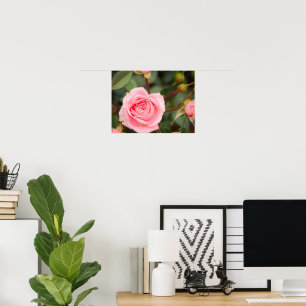 Blushing Pink Rose Macro Poster