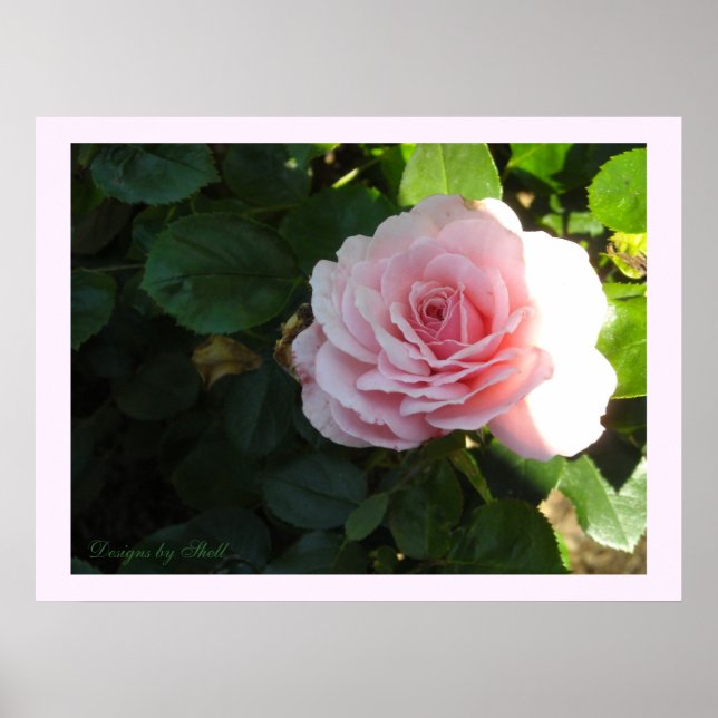 Blushing Pink Rose Poster (Front)
