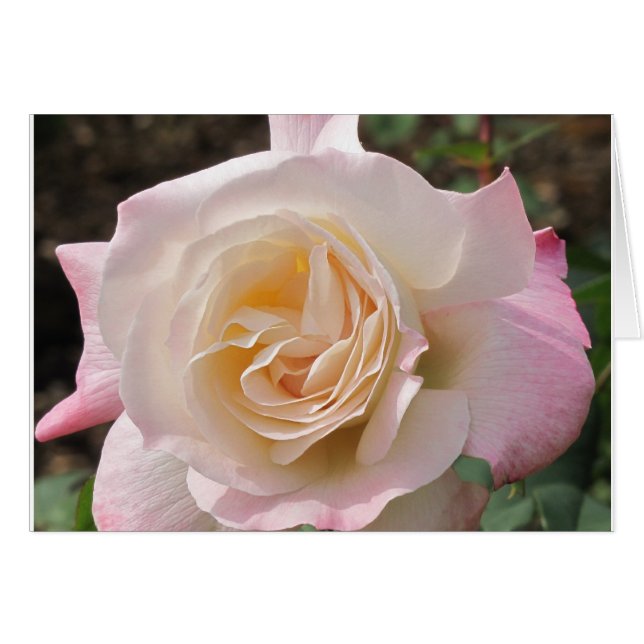 Blusing Pink Rose (Front Horizontal)