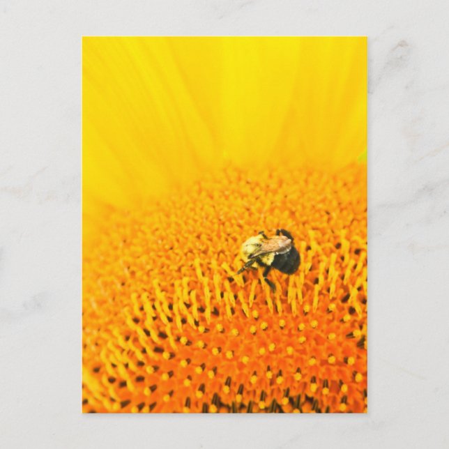 BNo2: Bee-licious Number 2 Postcard (Front)