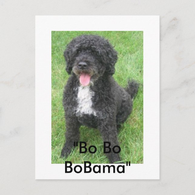 "Bo Bo BoBama" Postcard (Front)