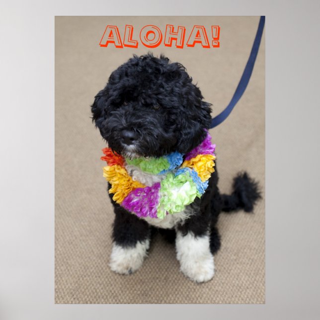 Bo Obama - Aloha Poster (Front)