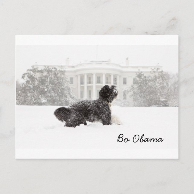 Bo Obama Postcard (Front)