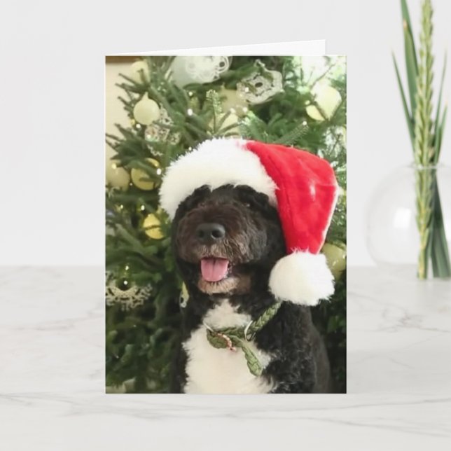 Bo waiting for Santa - Greeting Card (Front)