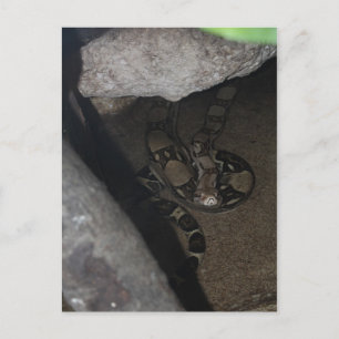 Boa Constrictor # 1 Postcard