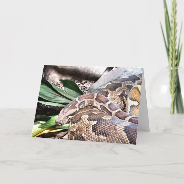 Boa constrictor holiday card (Front)