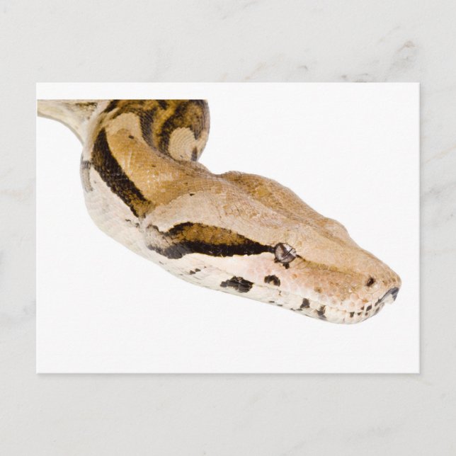 Boa Constrictor Postcard (Front)