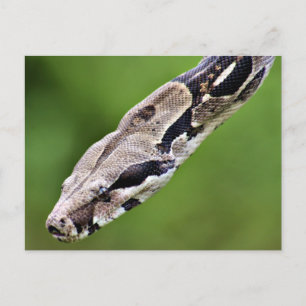Boa Constrictor Postcard
