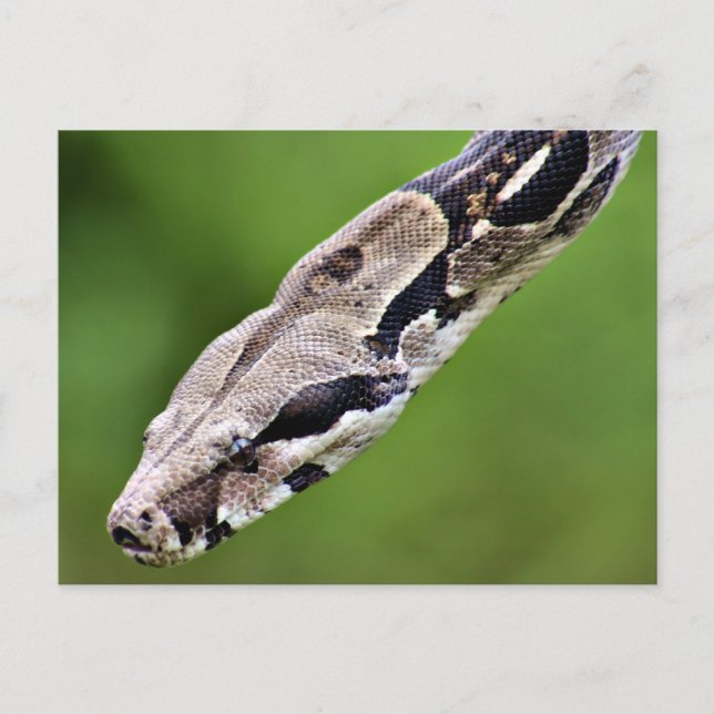 Boa Constrictor Postcard (Front)
