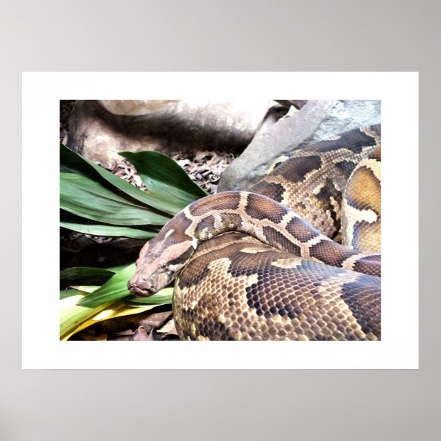Boa constrictor poster (Front)