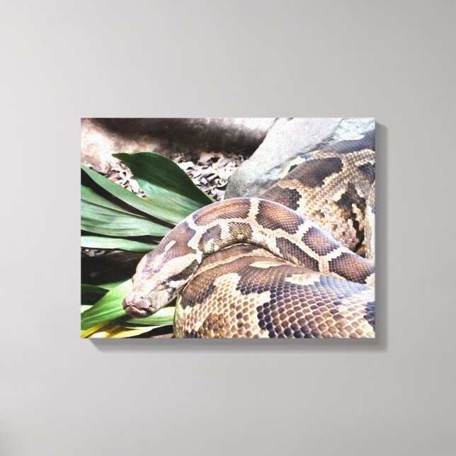Boa constrictor reptile canvas print (Front)