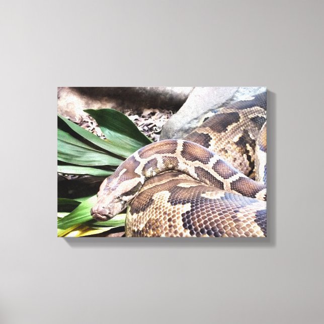 Boa constrictor reptile canvas print (Front)