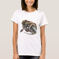 Boa Constrictor