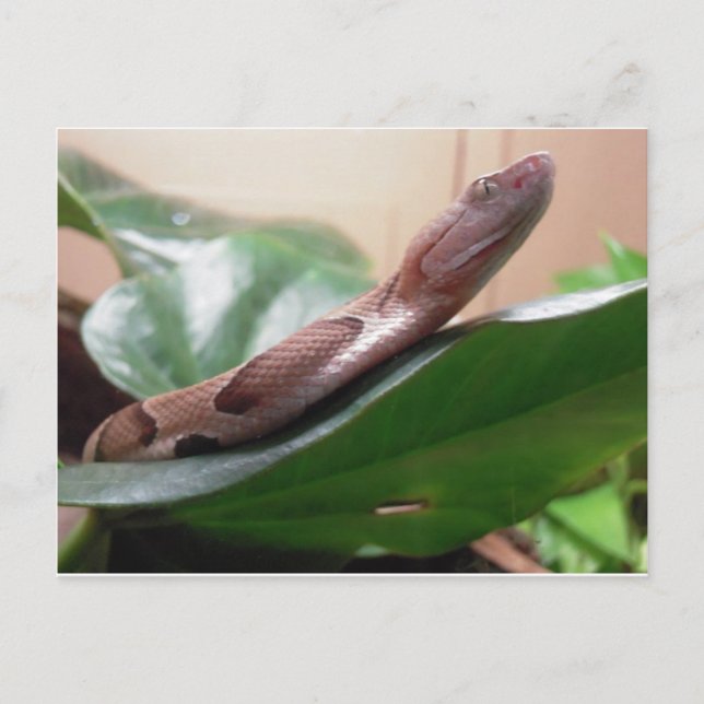 Boa Photograph Postcard (Front)