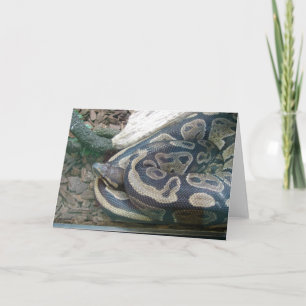 Boa Snake Card