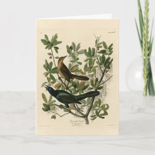 Boat-tailed Grackle - Audubon's Birds of America Card