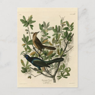 Boat-tailed Grackle - Audubon's Birds of America  Postcard