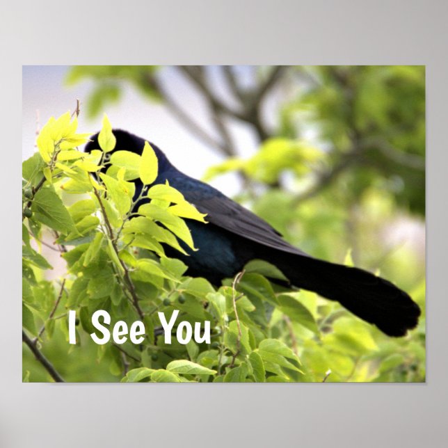 Boat-tailed Grackle Bird Poster (Front)
