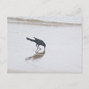 Boat-Tailed Grackle Digging for a Meal Series Postcard