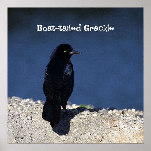 Boat-tailed Grackle Poster (Front)