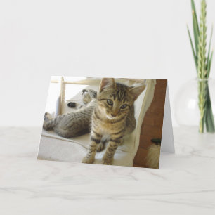 Bob Cat Birthday Card