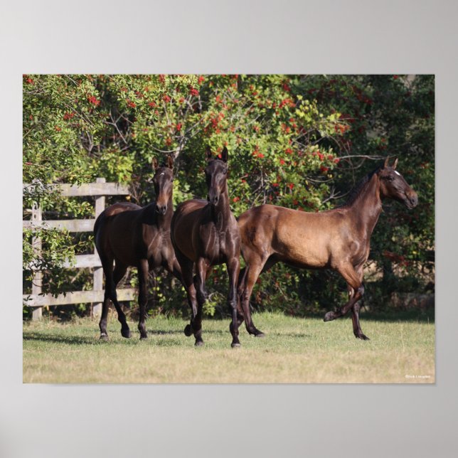 Bob Langrish | 3 Andalucian Youngsters Standing Poster (Front)