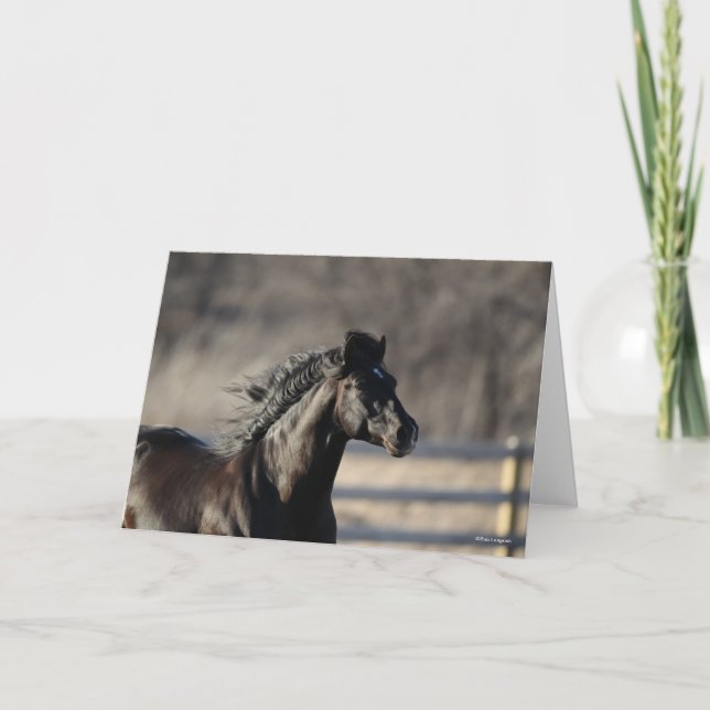 Bob Langrish | Andalucian Headshot Mane Flowing Card (Front)