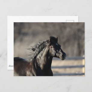 Bob Langrish Andalucian Headshot Mane Flowing Postcard