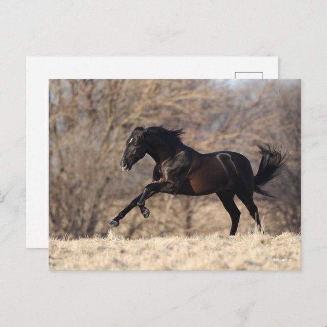 Bob Langrish | Andalucian Running Postcard (Front/Back)