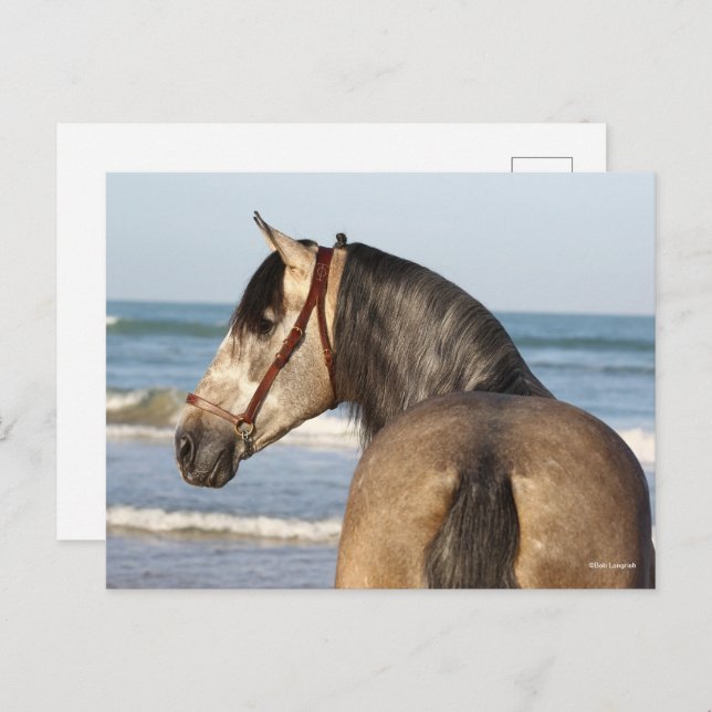Bob Langrish | Andalucian Stallion Headshot Sea Postcard (Front/Back)