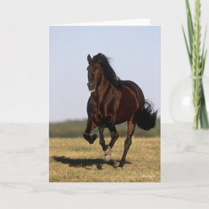 Bob Langrish   Andalucian Stallion Running Card